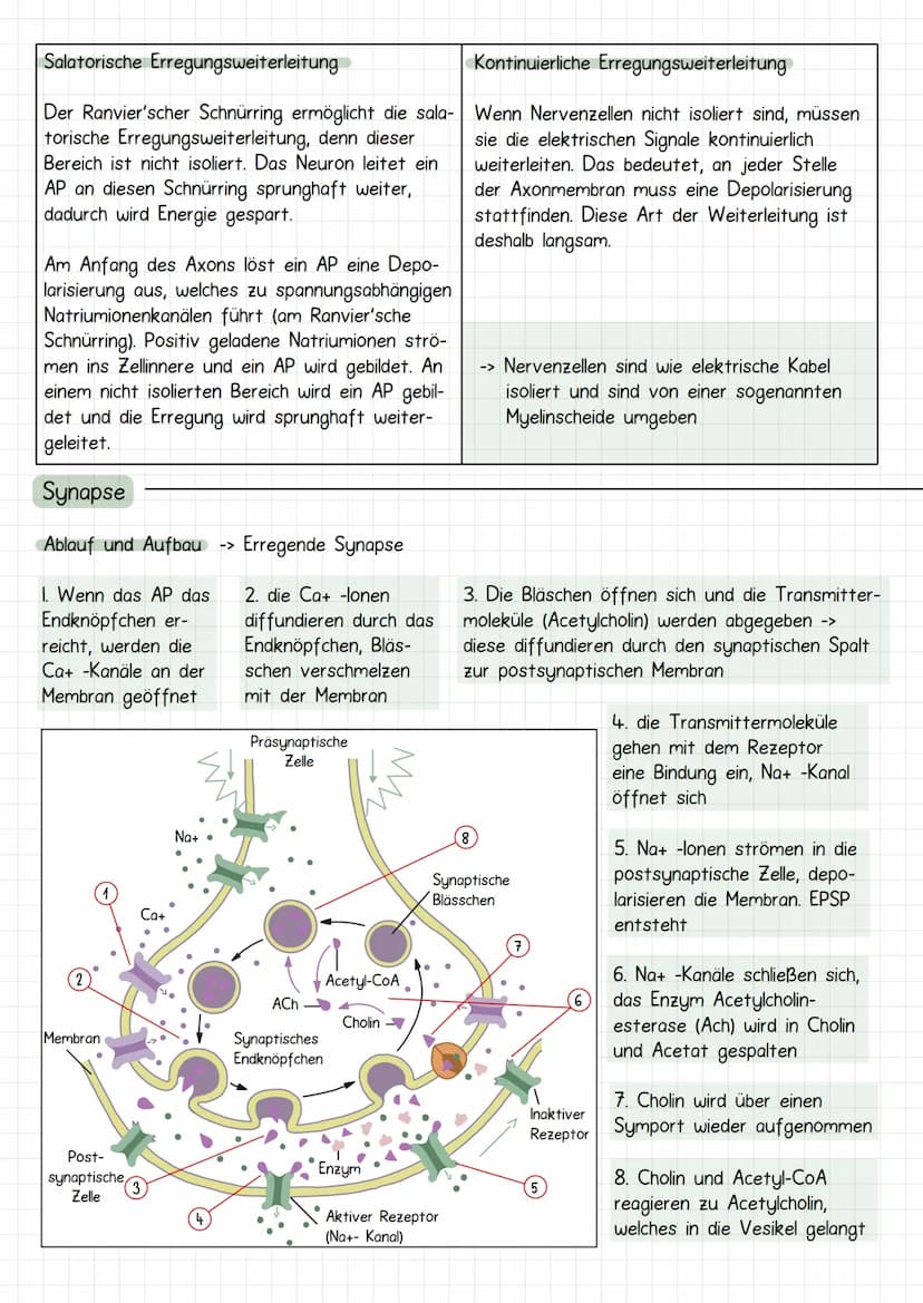 Neurobiologie
Aufbau Neuronen / Nervenzelle
1. Dendriten
->
Verrechnungsfunktion, laufende Erregung und Wei-
terleitung
2. Zellmembran
3. Ze