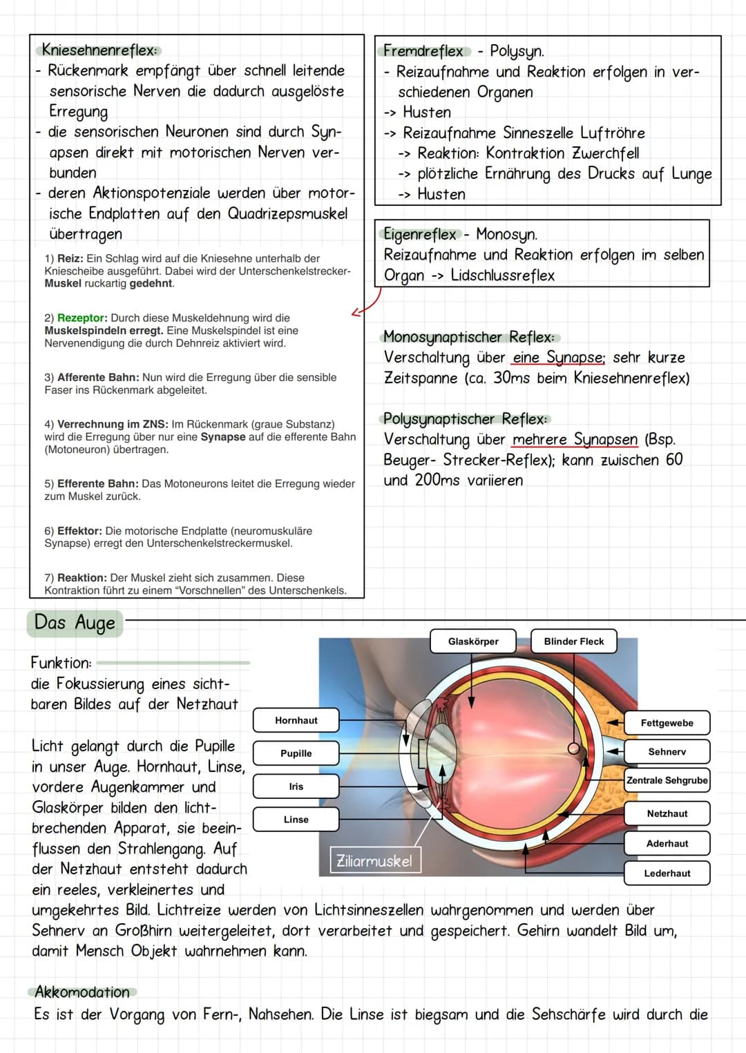 Neurobiologie
Aufbau Neuronen / Nervenzelle
1. Dendriten
->
Verrechnungsfunktion, laufende Erregung und Wei-
terleitung
2. Zellmembran
3. Ze