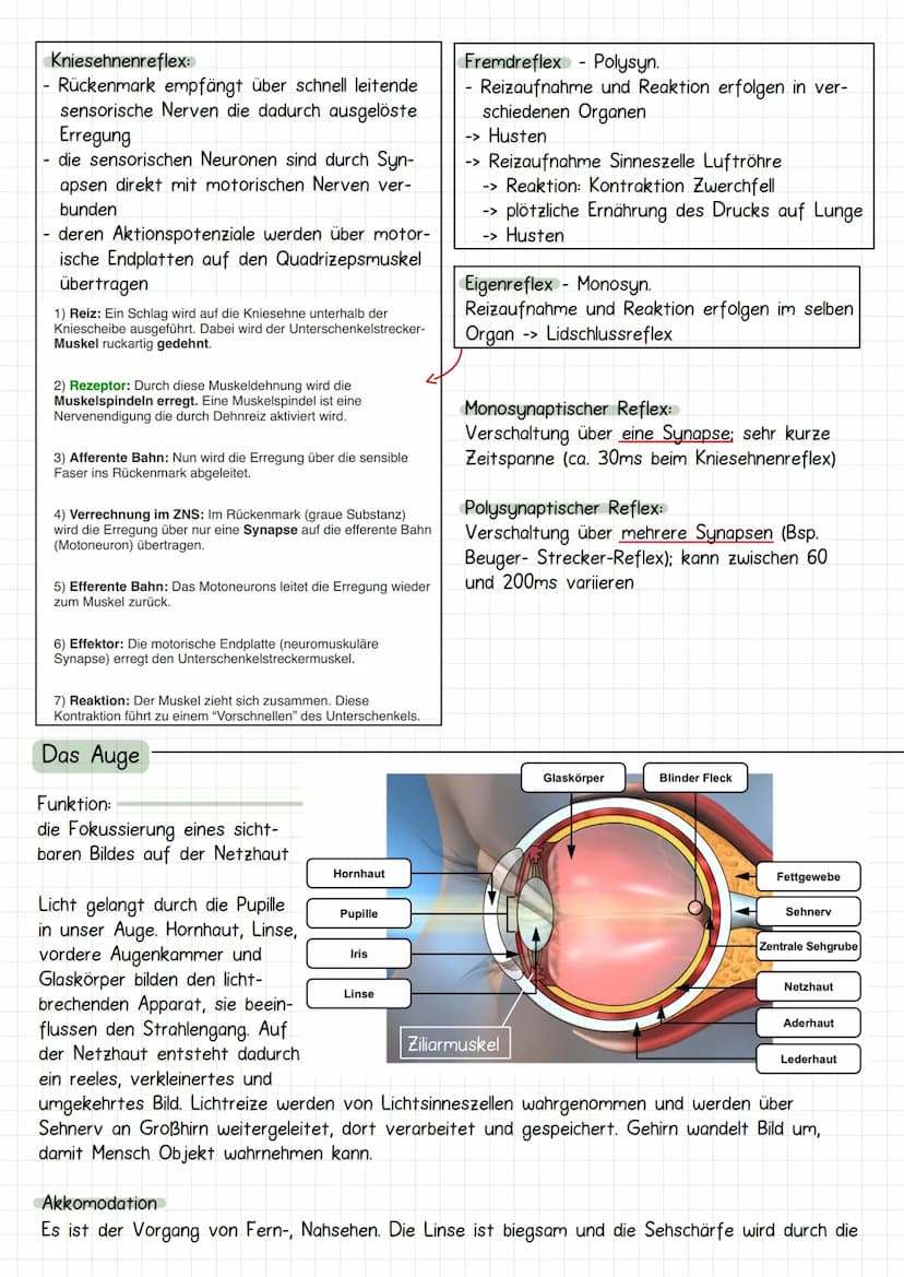 Neurobiologie
Aufbau Neuronen / Nervenzelle
1. Dendriten
->
Verrechnungsfunktion, laufende Erregung und Wei-
terleitung
2. Zellmembran
3. Ze