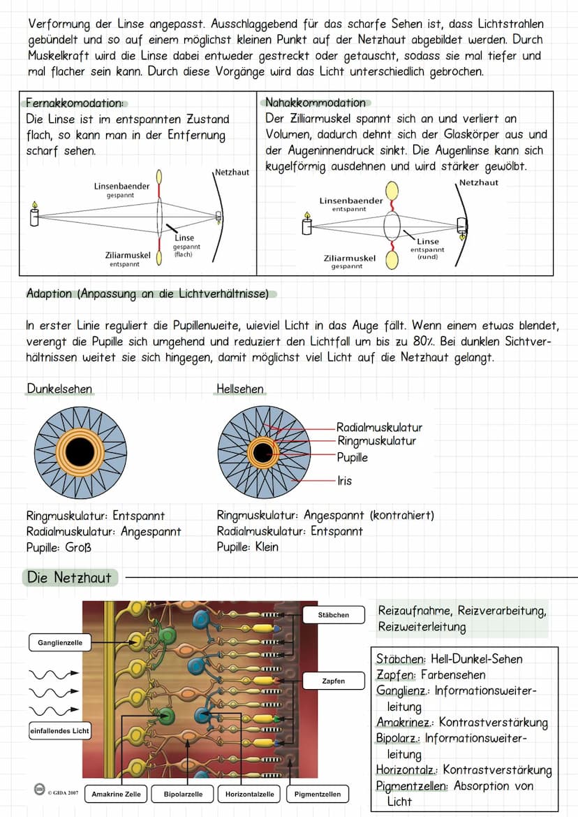 Neurobiologie
Aufbau Neuronen / Nervenzelle
1. Dendriten
->
Verrechnungsfunktion, laufende Erregung und Wei-
terleitung
2. Zellmembran
3. Ze