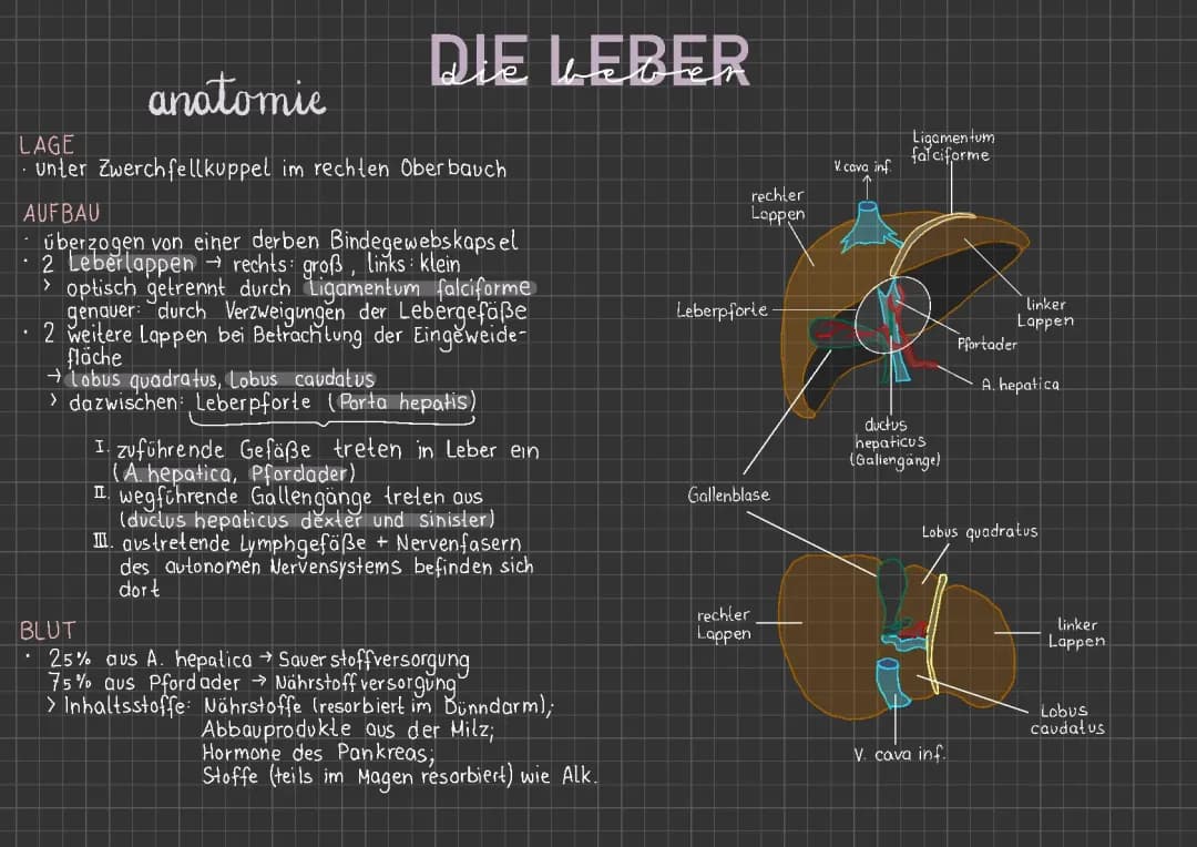Die Leber