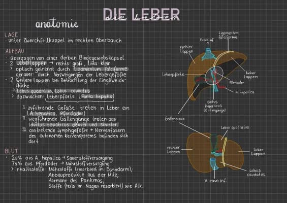 Know Die Leber thumbnail