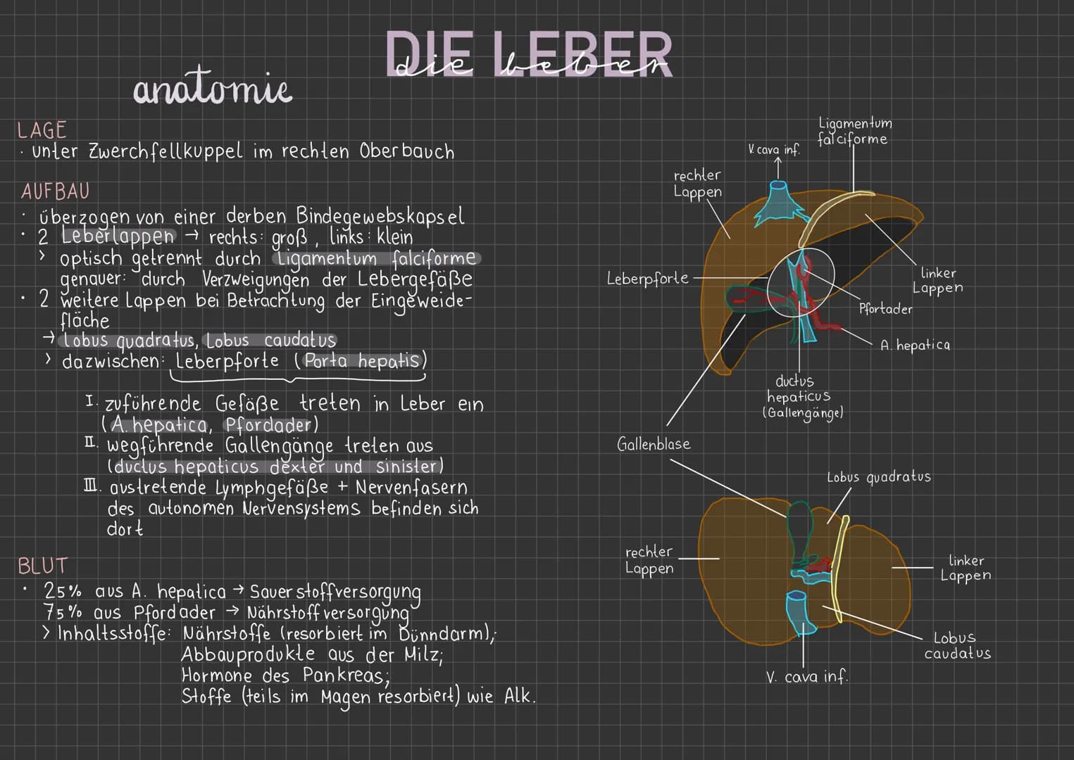 anatomie
DIE LEBER
LAGE
unter Zwerchfellkuppel im rechlen Oberbauch
AUFBAU
überzogen von einer derben Bindegewebskaps el
2 Leberlappen → rec