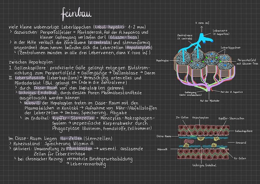 anatomie
DIE LEBER
LAGE
unter Zwerchfellkuppel im rechlen Oberbauch
AUFBAU
überzogen von einer derben Bindegewebskaps el
2 Leberlappen → rec