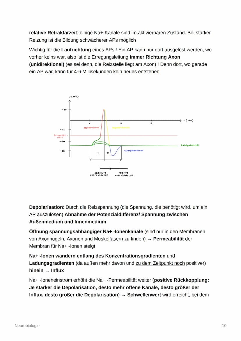 Neurobiologie
Aufbau und Organisation des Nervensystems
Zentrales Nervensystem (ZNS): Gehirn und Rückenmark
Peripheres Nervensystem (PNS): a