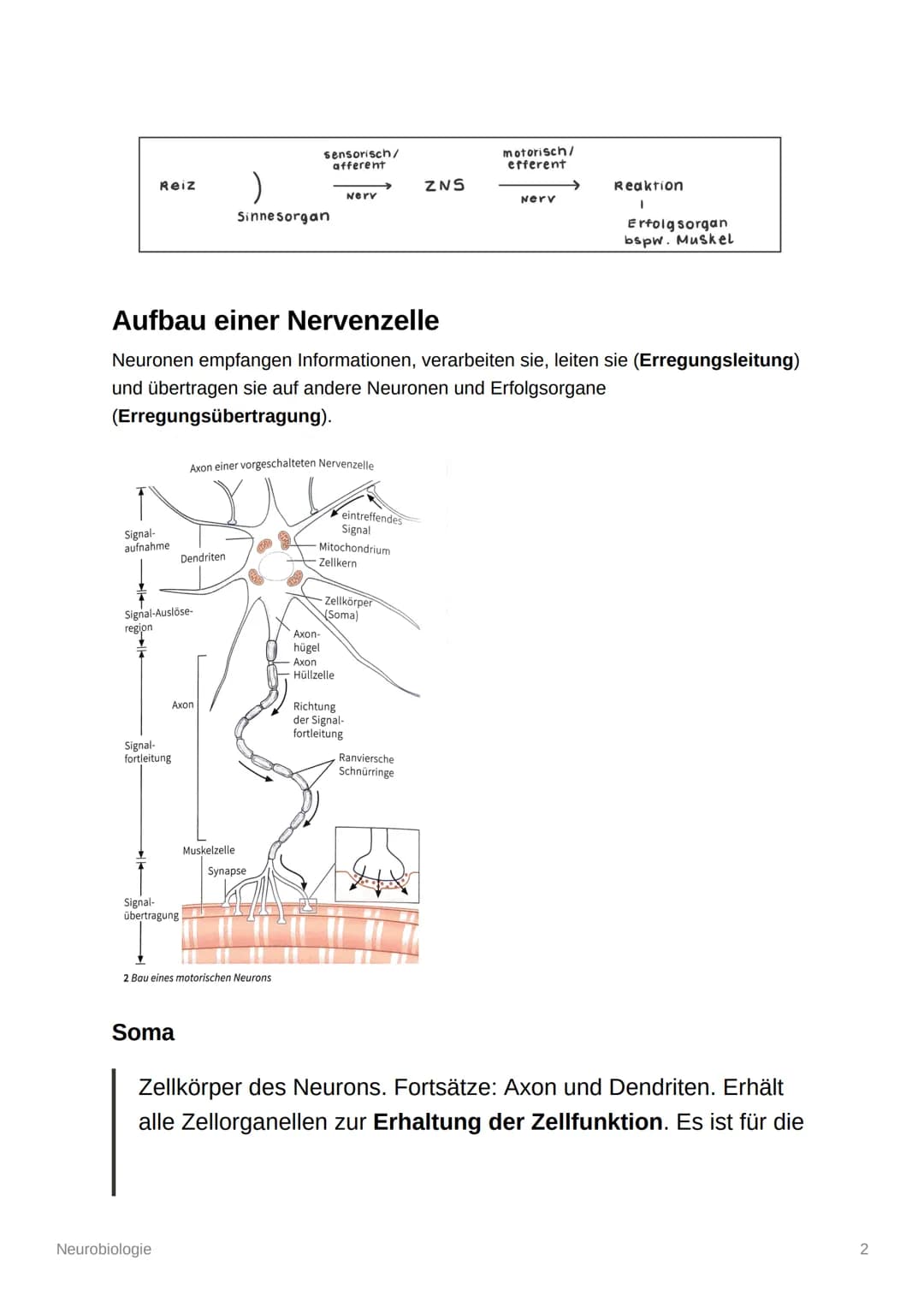 Neurobiologie
Aufbau und Organisation des Nervensystems
Zentrales Nervensystem (ZNS): Gehirn und Rückenmark
Peripheres Nervensystem (PNS): a