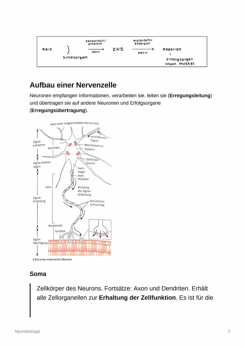 Neurobiologie
Aufbau und Organisation des Nervensystems
Zentrales Nervensystem (ZNS): Gehirn und Rückenmark
Peripheres Nervensystem (PNS): a