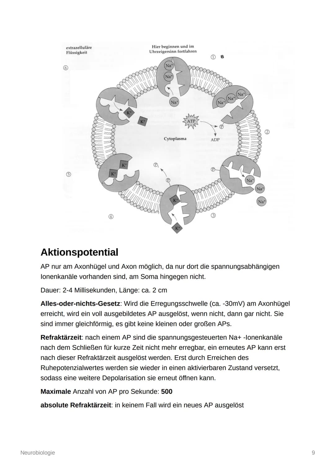 Neurobiologie
Aufbau und Organisation des Nervensystems
Zentrales Nervensystem (ZNS): Gehirn und Rückenmark
Peripheres Nervensystem (PNS): a