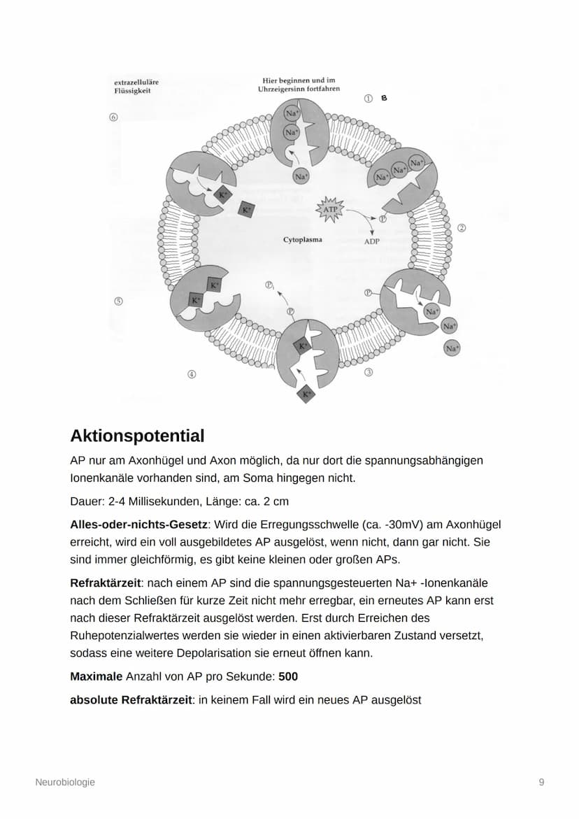 Neurobiologie
Aufbau und Organisation des Nervensystems
Zentrales Nervensystem (ZNS): Gehirn und Rückenmark
Peripheres Nervensystem (PNS): a