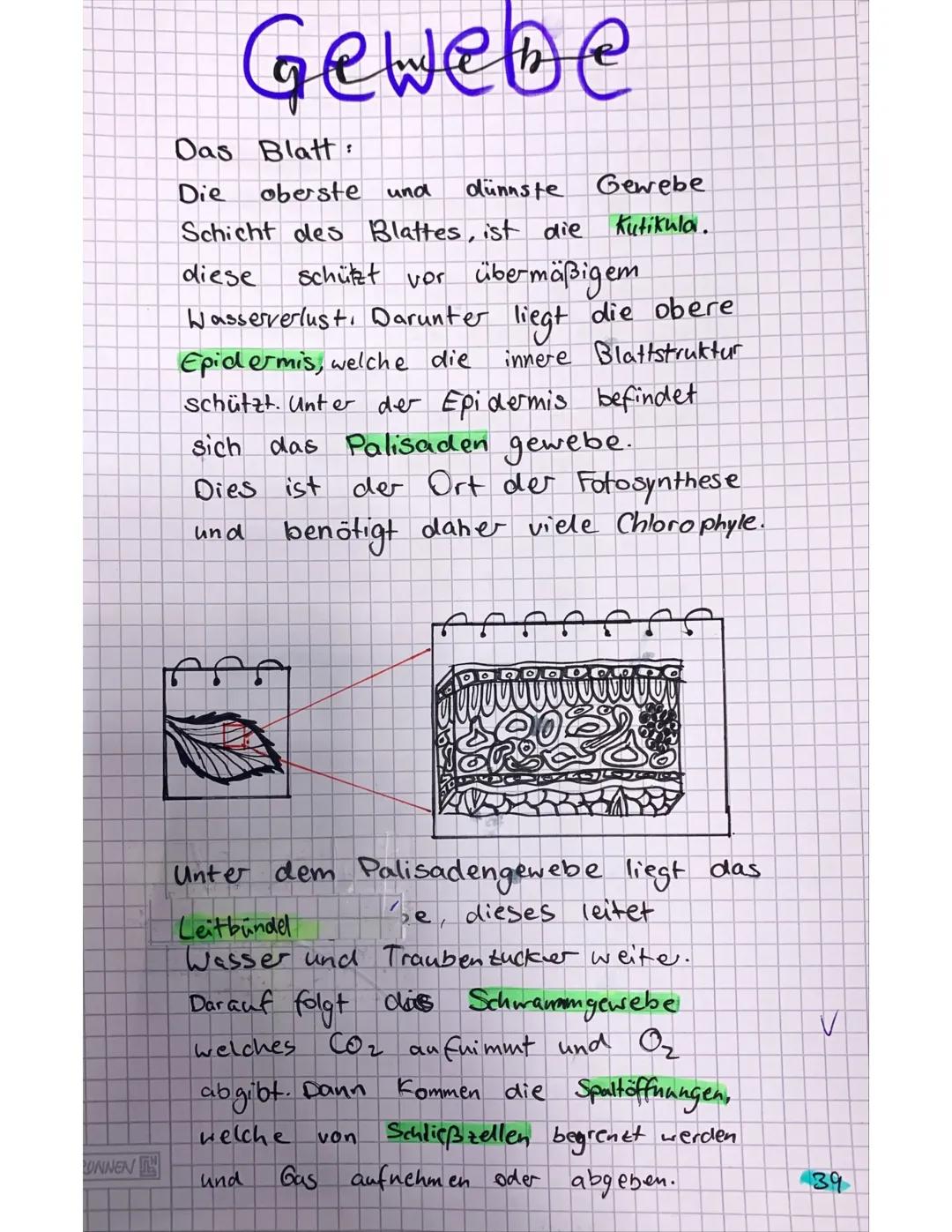 Weg des Wassers
1.) Zu
erst wird das Wasser von
Wurzeln
dem Boden.
den
gezogen.
Von dort aus wird es in
Sprossachse weitergeleitet.
ff
Tulpe