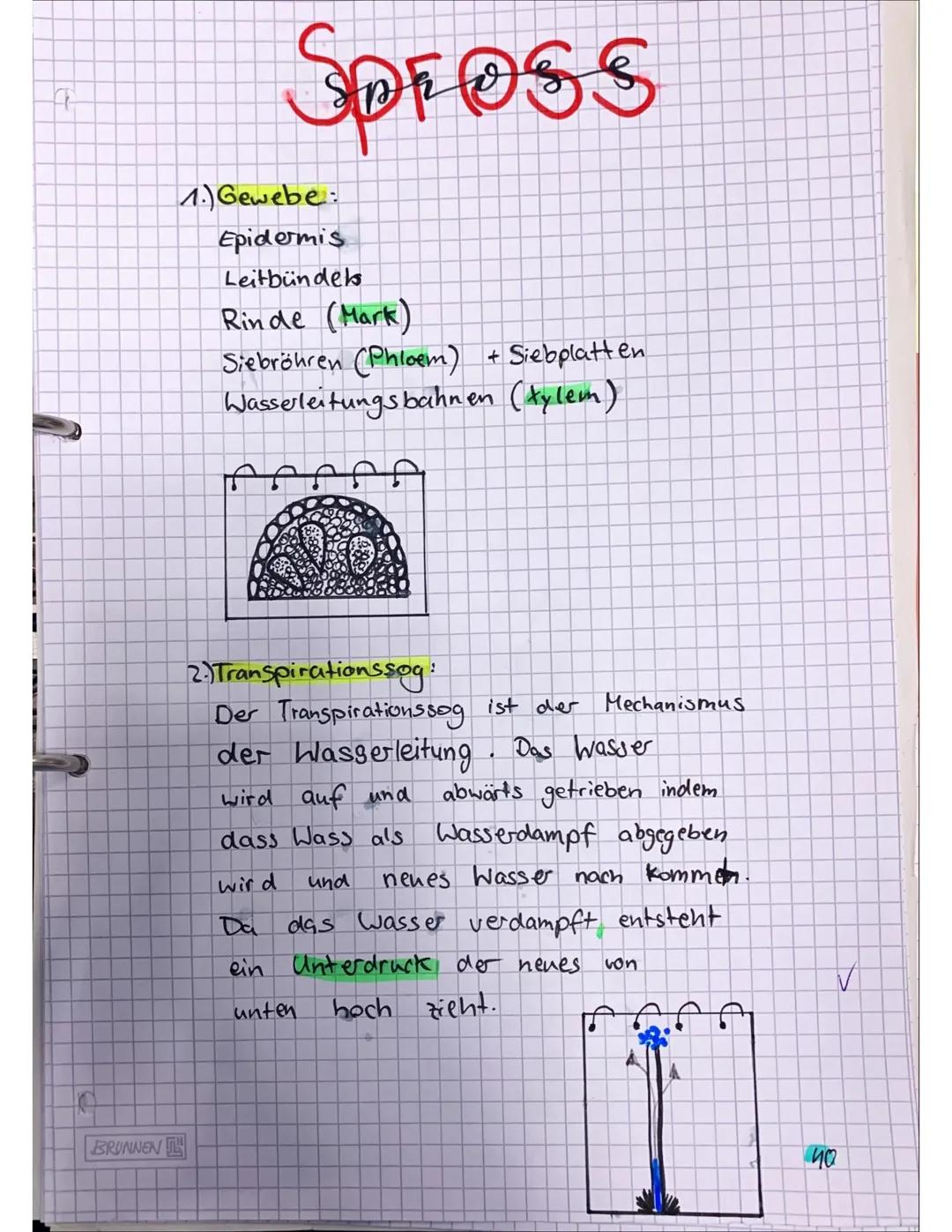 Weg des Wassers
1.) Zu
erst wird das Wasser von
Wurzeln
dem Boden.
den
gezogen.
Von dort aus wird es in
Sprossachse weitergeleitet.
ff
Tulpe