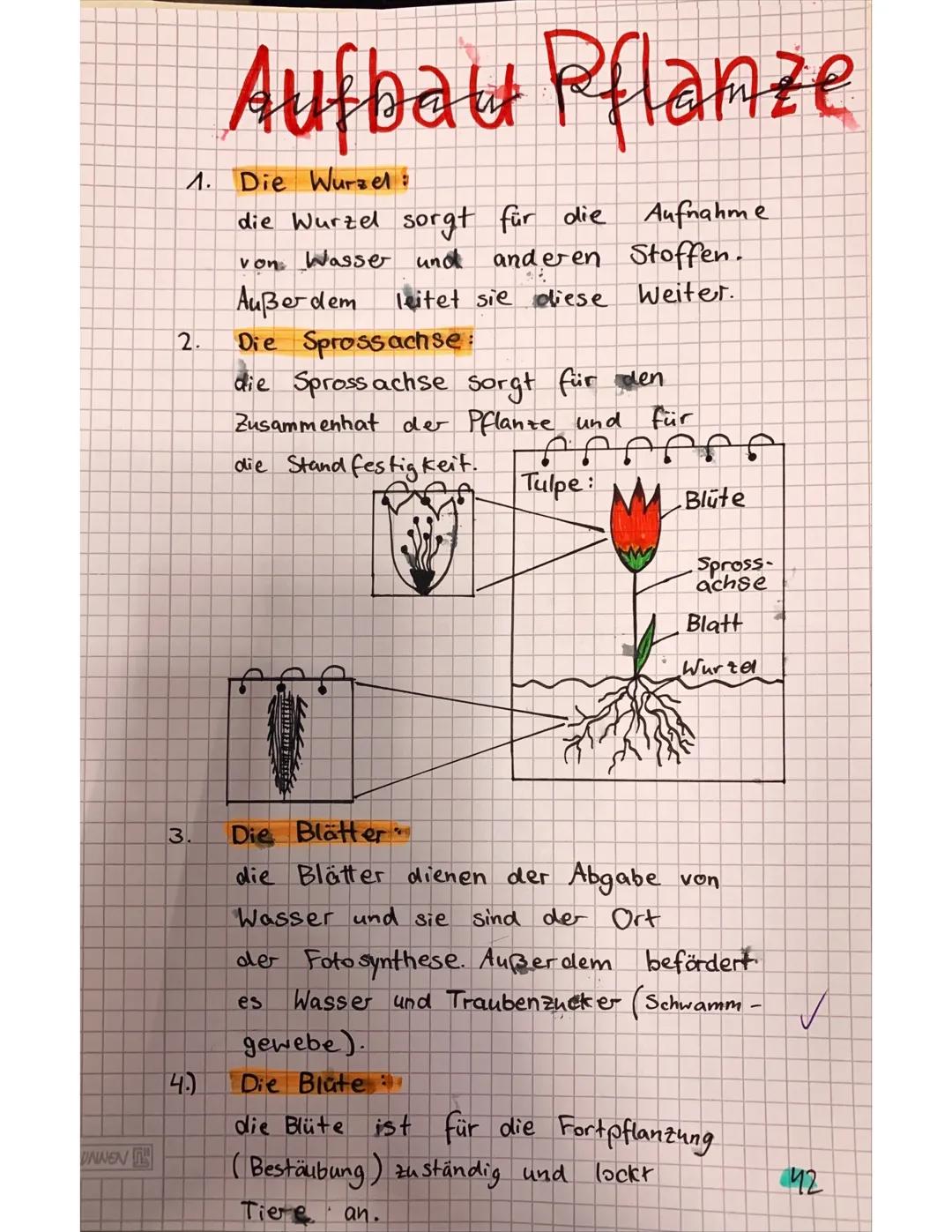 Weg des Wassers
1.) Zu
erst wird das Wasser von
Wurzeln
dem Boden.
den
gezogen.
Von dort aus wird es in
Sprossachse weitergeleitet.
ff
Tulpe