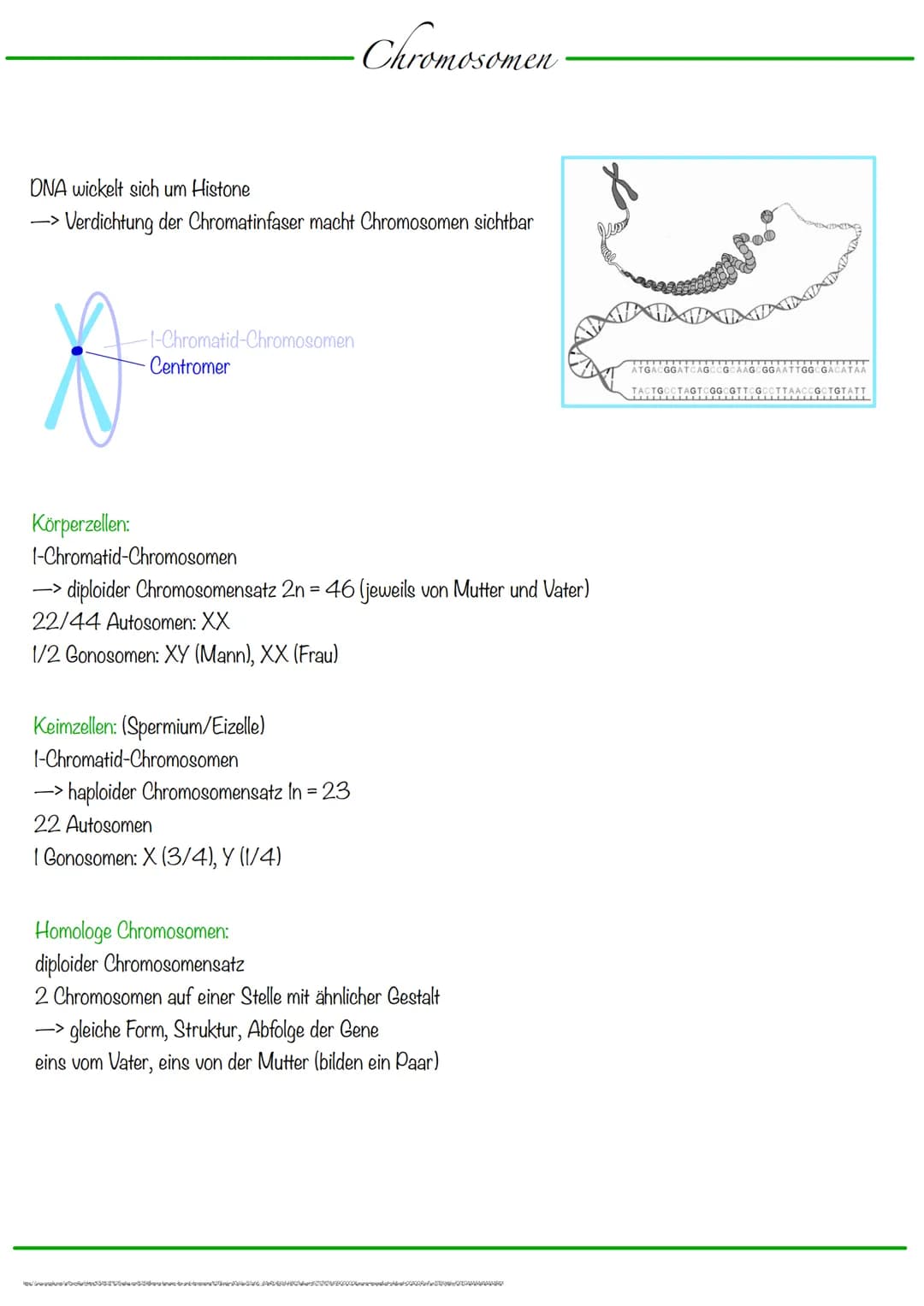 DNA wickelt sich um Histone
->Verdichtung der Chromatinfaser macht Chromosomen sichtbar
D
Körperzellen:
-1-Chromatid-Chromosomen
Centromer
C