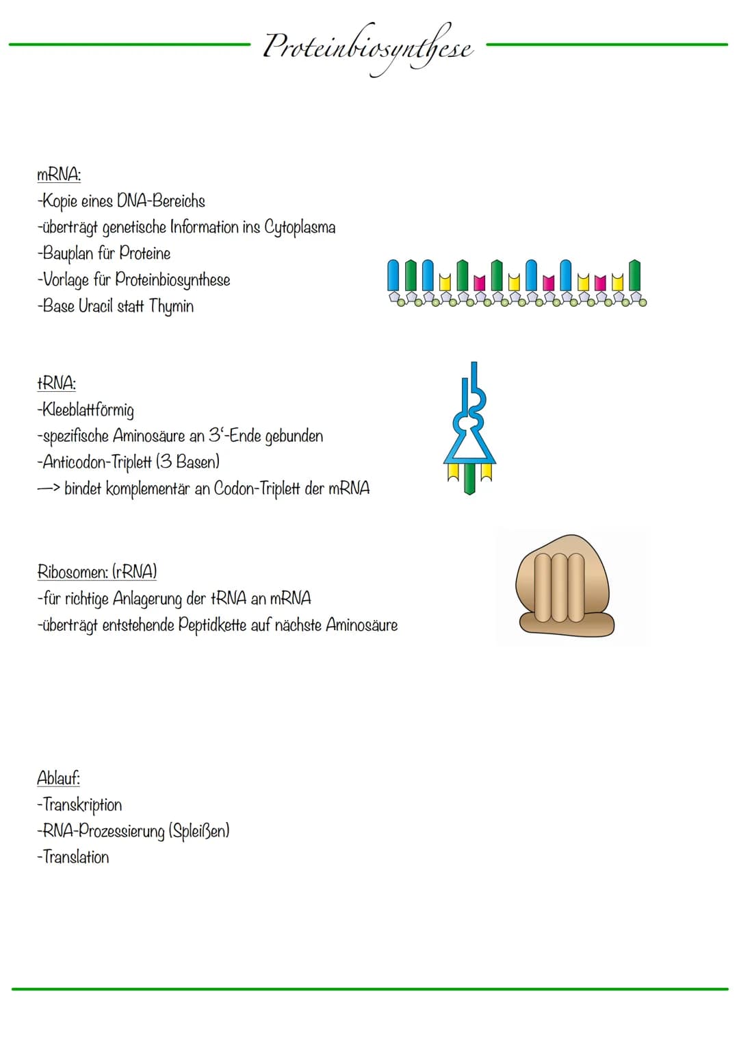 DNA wickelt sich um Histone
->Verdichtung der Chromatinfaser macht Chromosomen sichtbar
D
Körperzellen:
-1-Chromatid-Chromosomen
Centromer
C