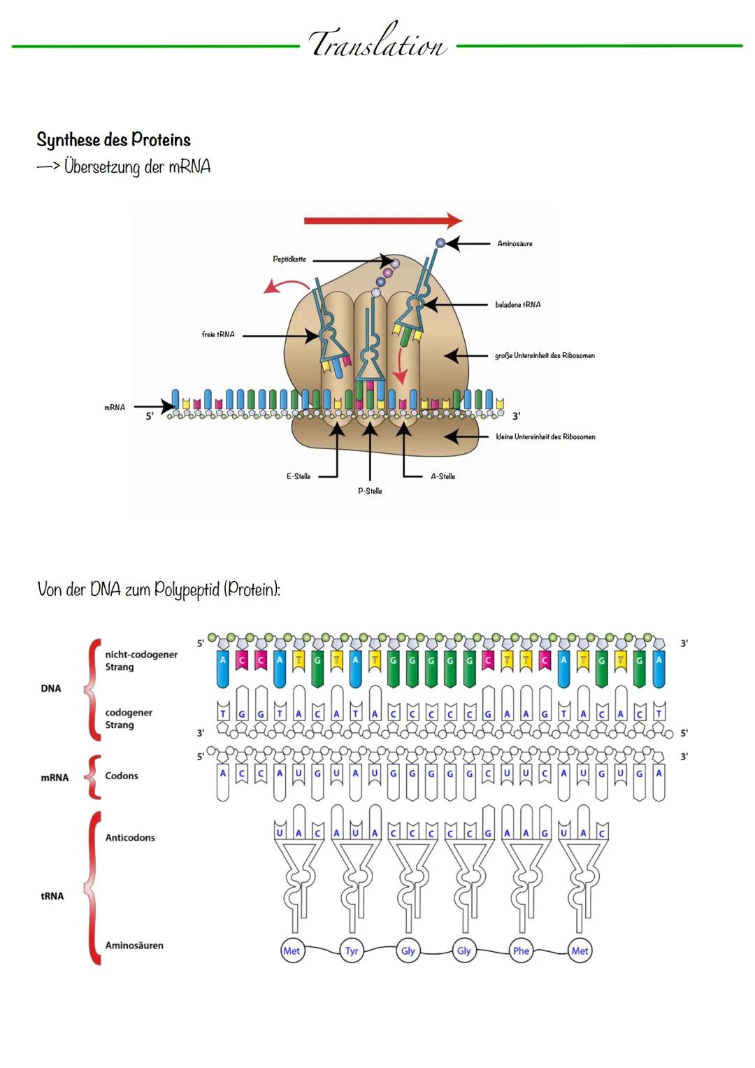 DNA wickelt sich um Histone
->Verdichtung der Chromatinfaser macht Chromosomen sichtbar
D
Körperzellen:
-1-Chromatid-Chromosomen
Centromer
C