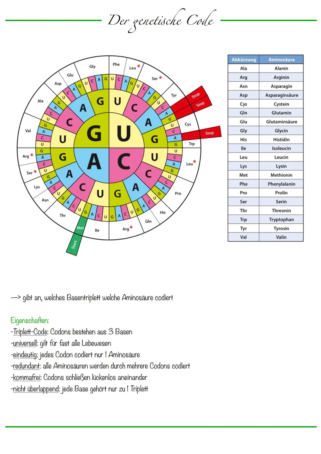 DNA wickelt sich um Histone
->Verdichtung der Chromatinfaser macht Chromosomen sichtbar
D
Körperzellen:
-1-Chromatid-Chromosomen
Centromer
C