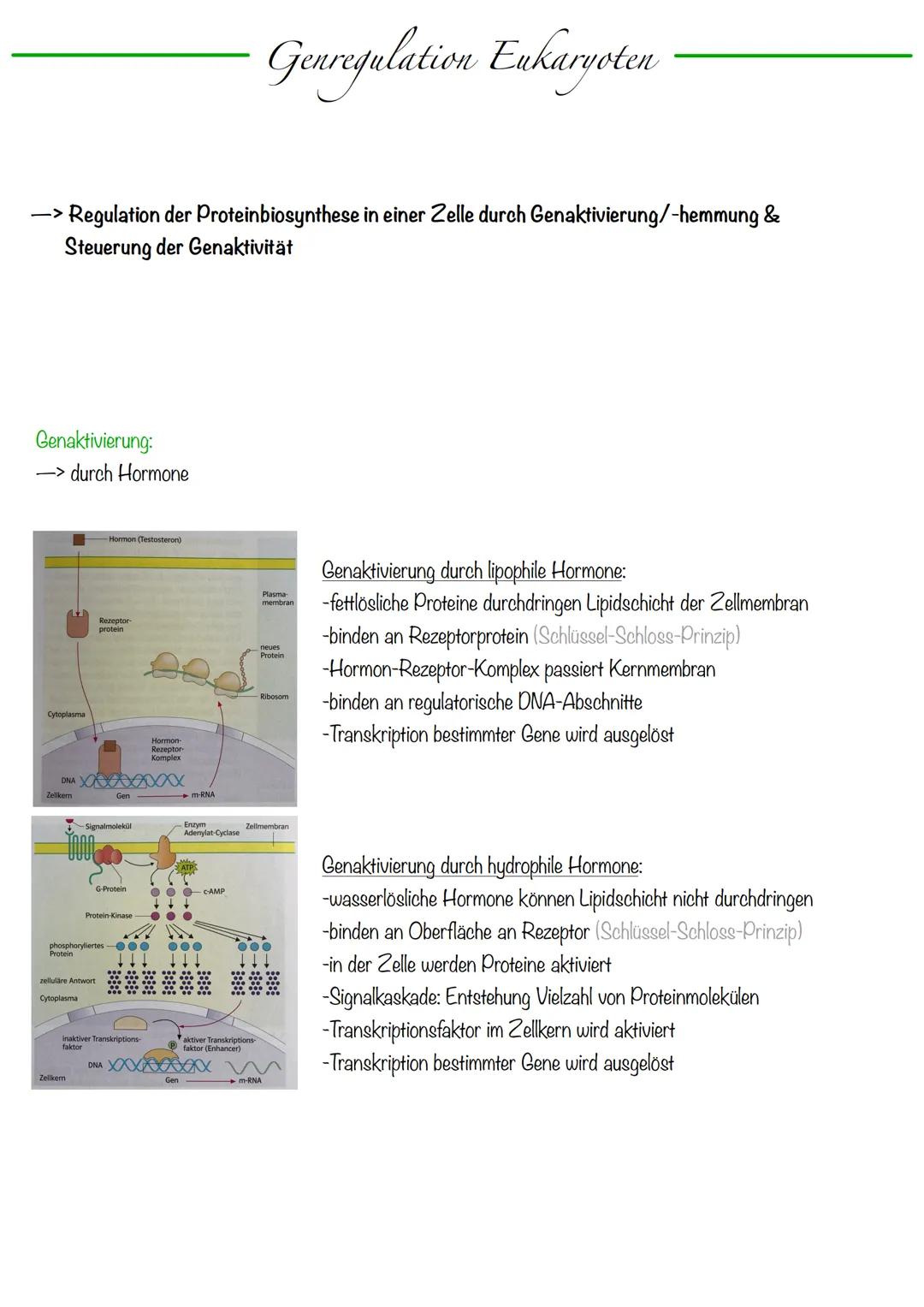 DNA wickelt sich um Histone
->Verdichtung der Chromatinfaser macht Chromosomen sichtbar
D
Körperzellen:
-1-Chromatid-Chromosomen
Centromer
C