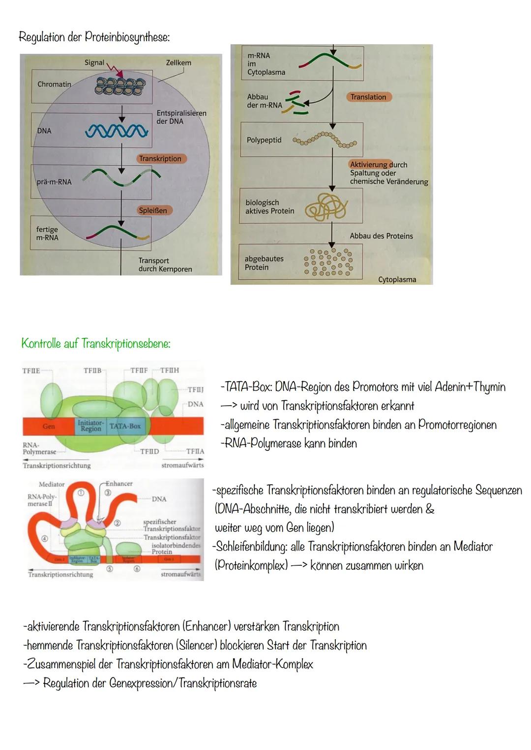 DNA wickelt sich um Histone
->Verdichtung der Chromatinfaser macht Chromosomen sichtbar
D
Körperzellen:
-1-Chromatid-Chromosomen
Centromer
C