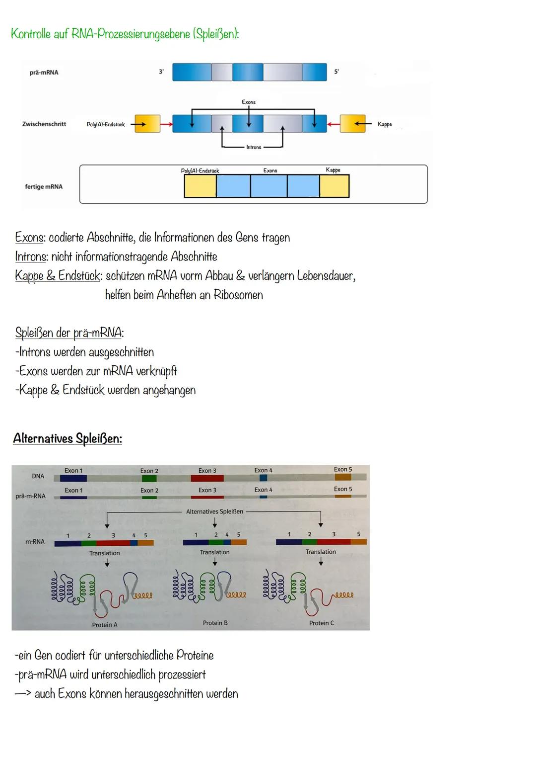 DNA wickelt sich um Histone
->Verdichtung der Chromatinfaser macht Chromosomen sichtbar
D
Körperzellen:
-1-Chromatid-Chromosomen
Centromer
C