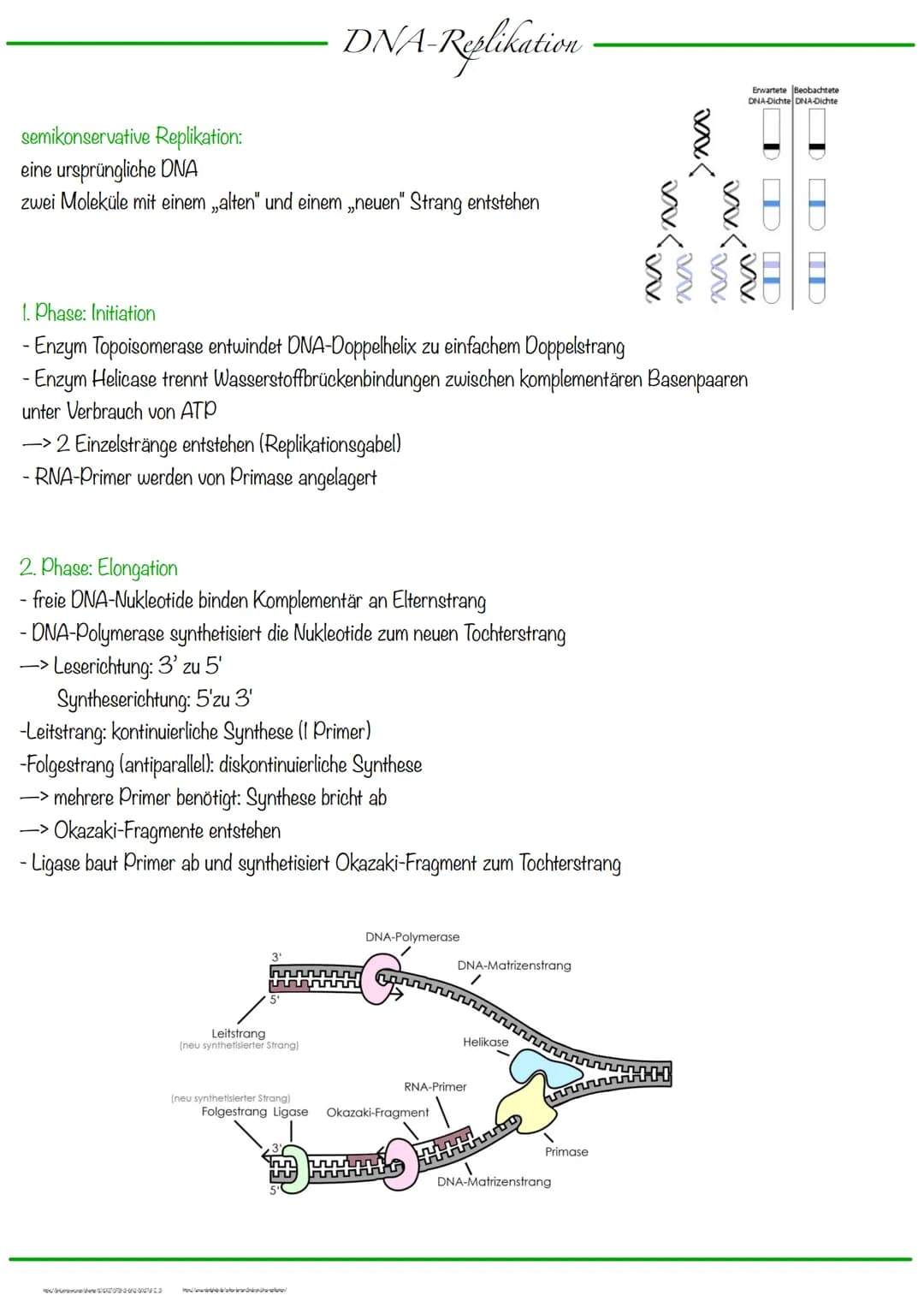 DNA wickelt sich um Histone
->Verdichtung der Chromatinfaser macht Chromosomen sichtbar
D
Körperzellen:
-1-Chromatid-Chromosomen
Centromer
C