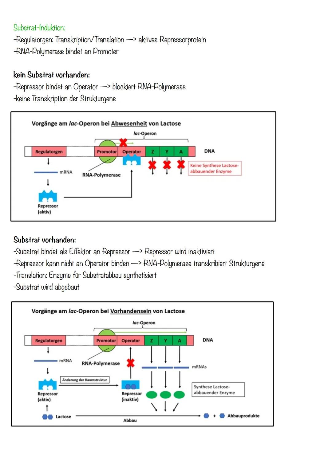 DNA wickelt sich um Histone
->Verdichtung der Chromatinfaser macht Chromosomen sichtbar
D
Körperzellen:
-1-Chromatid-Chromosomen
Centromer
C