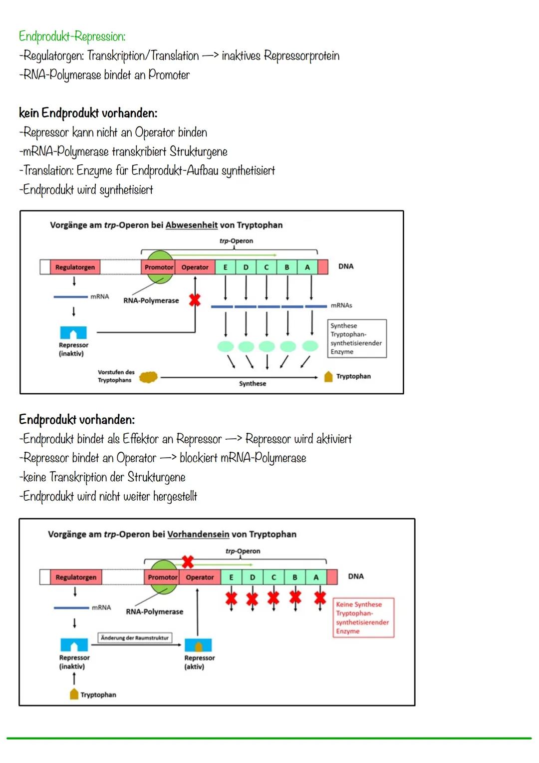 DNA wickelt sich um Histone
->Verdichtung der Chromatinfaser macht Chromosomen sichtbar
D
Körperzellen:
-1-Chromatid-Chromosomen
Centromer
C