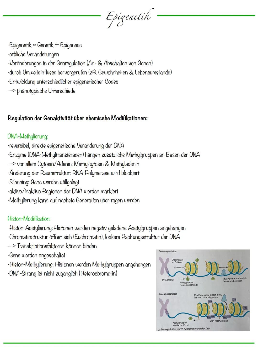 DNA wickelt sich um Histone
->Verdichtung der Chromatinfaser macht Chromosomen sichtbar
D
Körperzellen:
-1-Chromatid-Chromosomen
Centromer
C