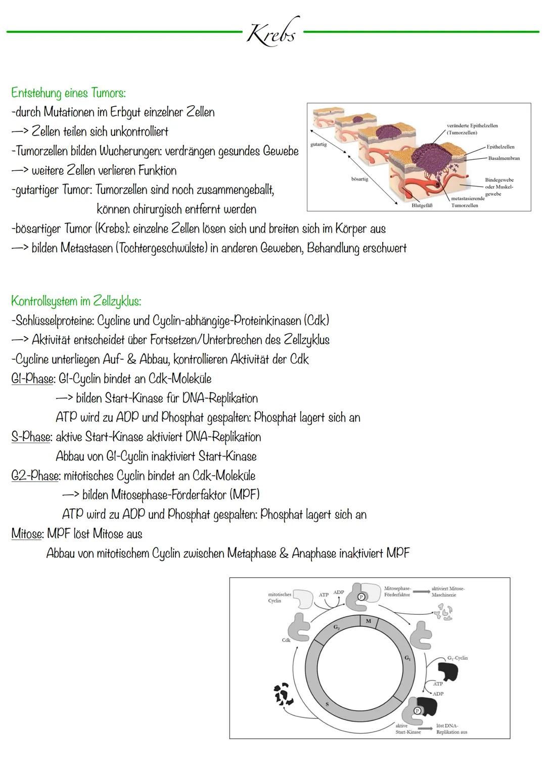 DNA wickelt sich um Histone
->Verdichtung der Chromatinfaser macht Chromosomen sichtbar
D
Körperzellen:
-1-Chromatid-Chromosomen
Centromer
C