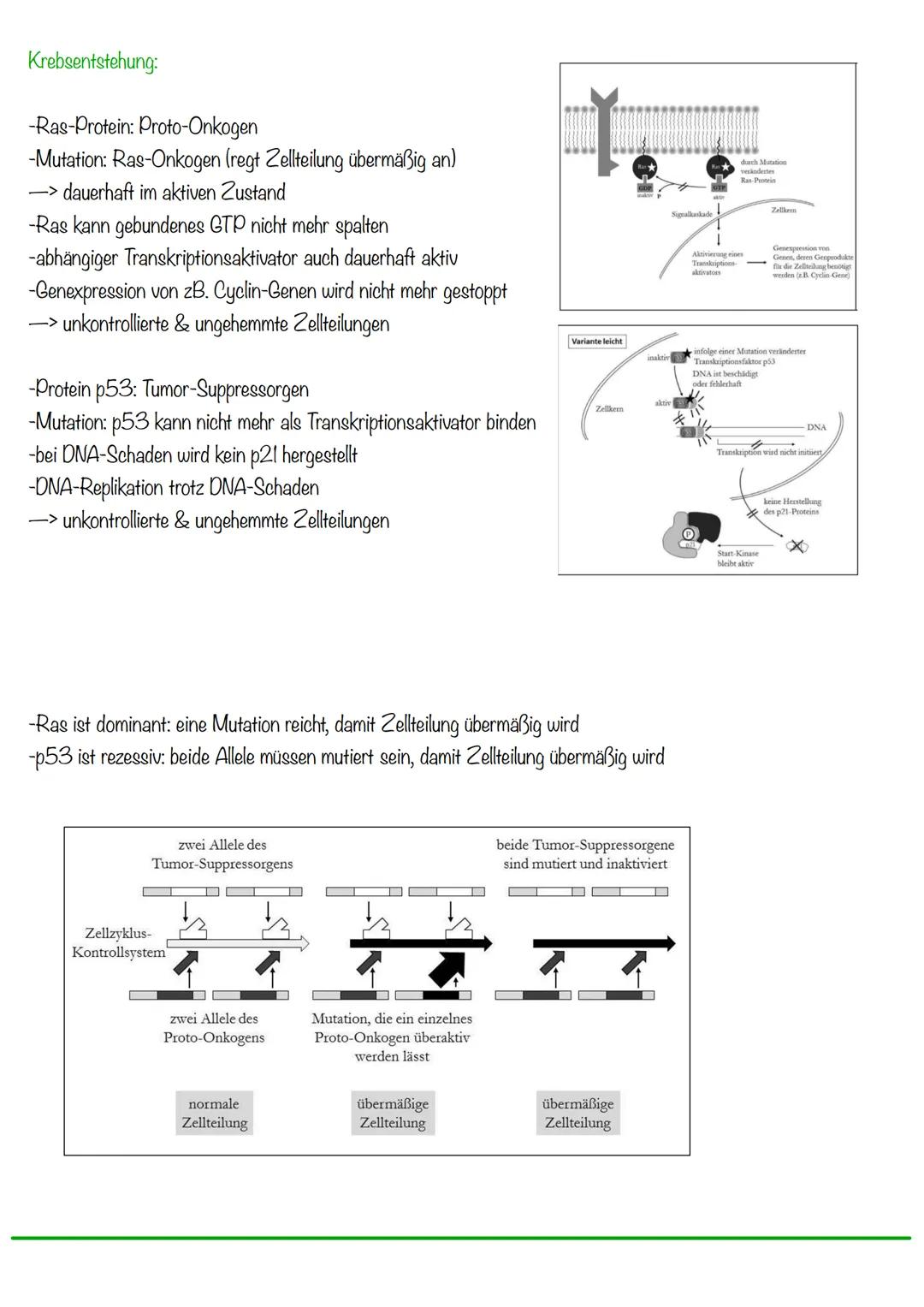 DNA wickelt sich um Histone
->Verdichtung der Chromatinfaser macht Chromosomen sichtbar
D
Körperzellen:
-1-Chromatid-Chromosomen
Centromer
C