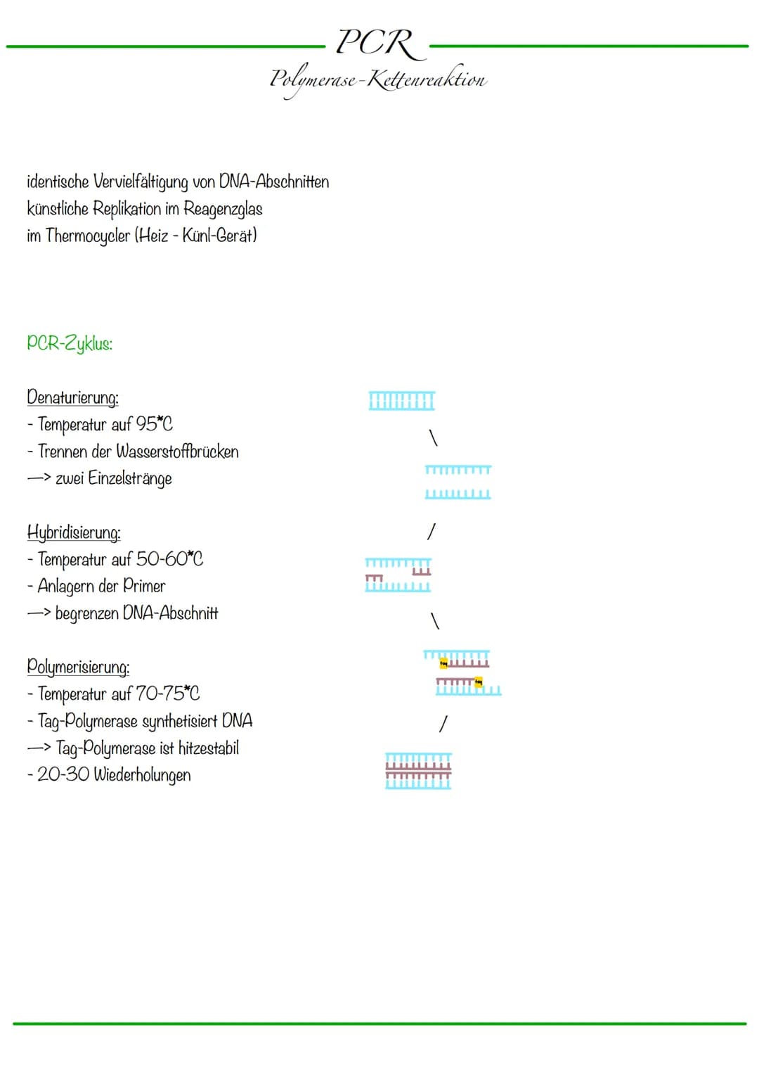 DNA wickelt sich um Histone
->Verdichtung der Chromatinfaser macht Chromosomen sichtbar
D
Körperzellen:
-1-Chromatid-Chromosomen
Centromer
C