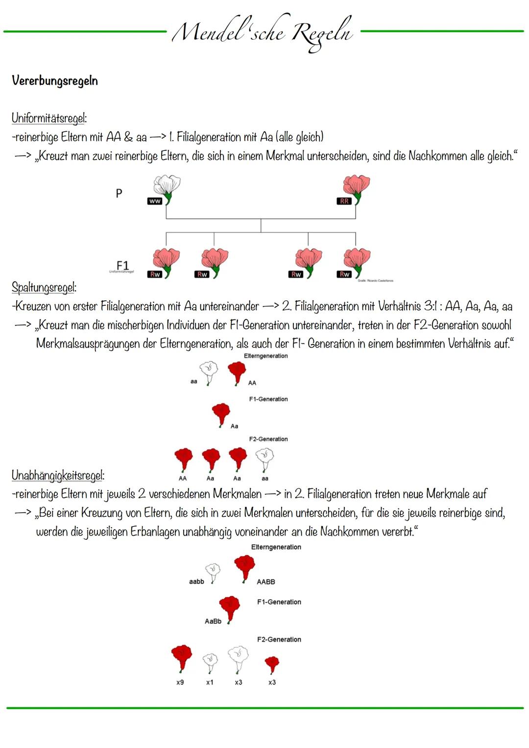 DNA wickelt sich um Histone
->Verdichtung der Chromatinfaser macht Chromosomen sichtbar
D
Körperzellen:
-1-Chromatid-Chromosomen
Centromer
C