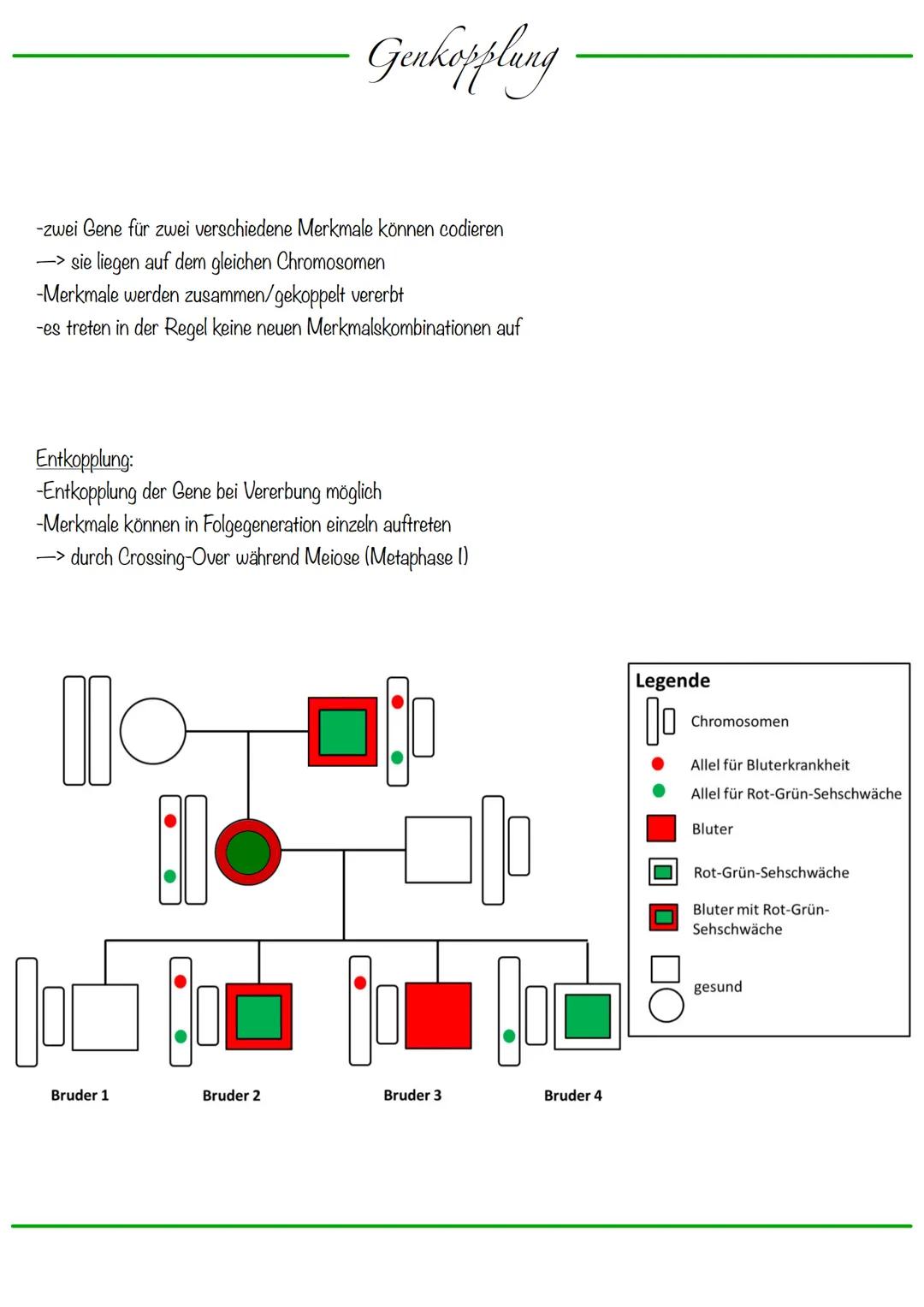 DNA wickelt sich um Histone
->Verdichtung der Chromatinfaser macht Chromosomen sichtbar
D
Körperzellen:
-1-Chromatid-Chromosomen
Centromer
C