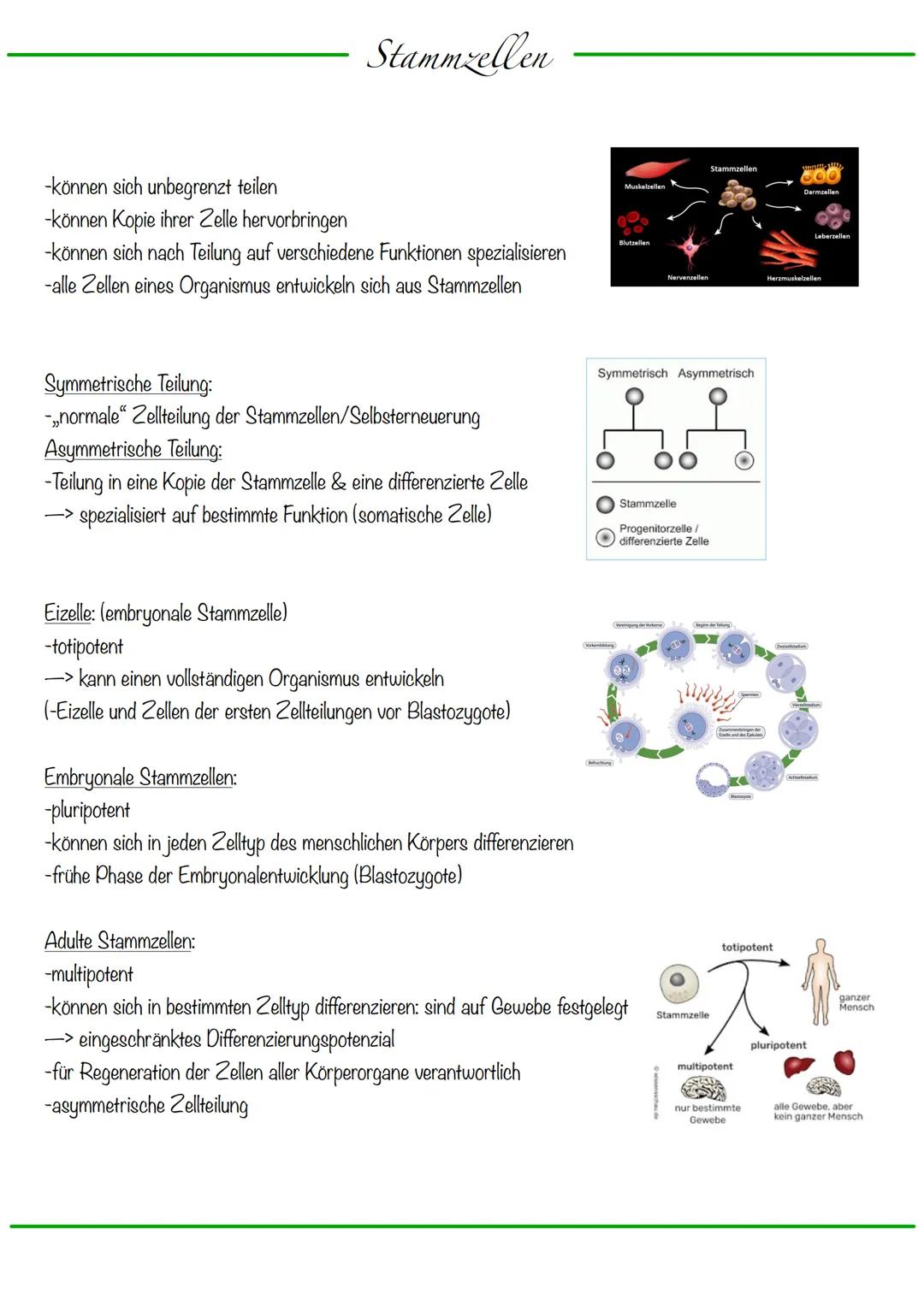 DNA wickelt sich um Histone
->Verdichtung der Chromatinfaser macht Chromosomen sichtbar
D
Körperzellen:
-1-Chromatid-Chromosomen
Centromer
C