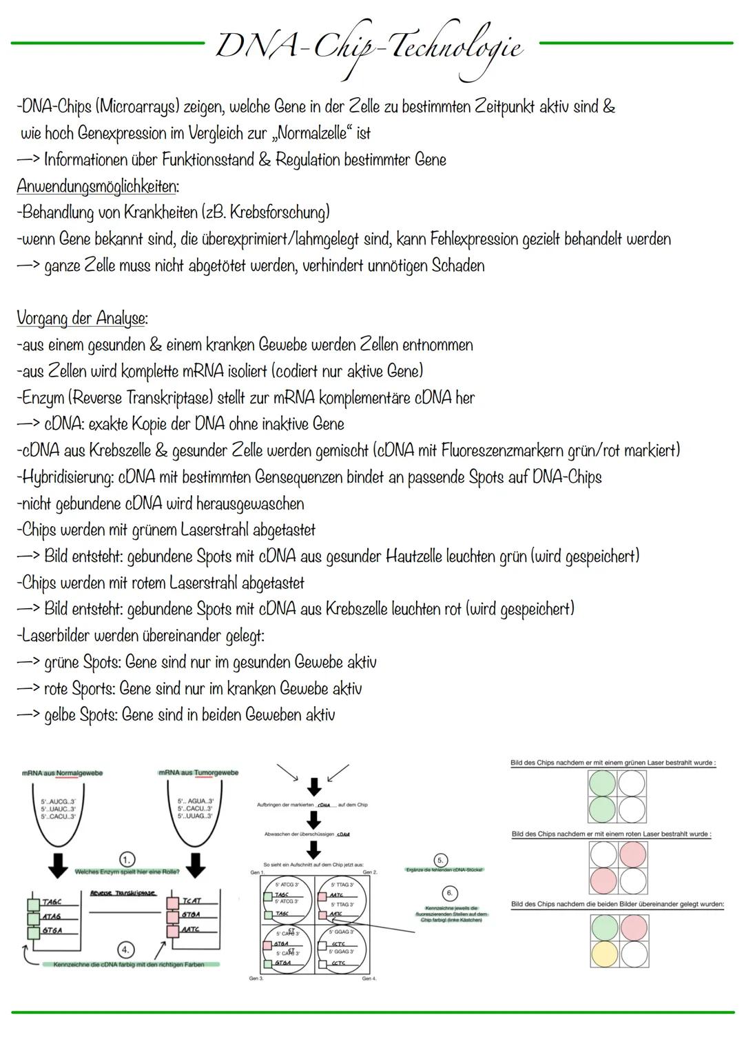 DNA wickelt sich um Histone
->Verdichtung der Chromatinfaser macht Chromosomen sichtbar
D
Körperzellen:
-1-Chromatid-Chromosomen
Centromer
C