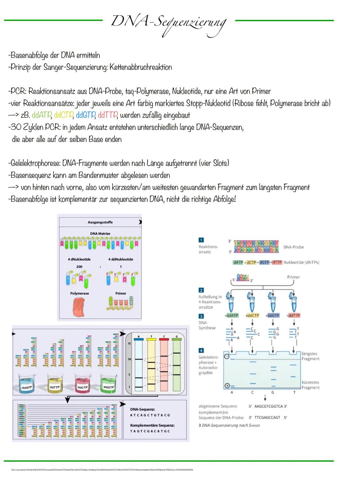 DNA wickelt sich um Histone
->Verdichtung der Chromatinfaser macht Chromosomen sichtbar
D
Körperzellen:
-1-Chromatid-Chromosomen
Centromer
C