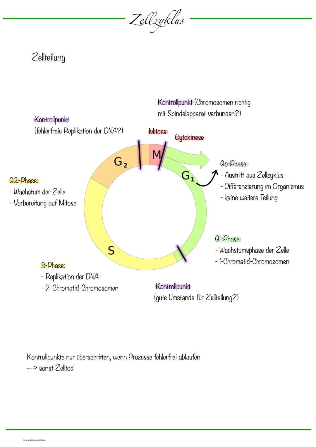 DNA wickelt sich um Histone
->Verdichtung der Chromatinfaser macht Chromosomen sichtbar
D
Körperzellen:
-1-Chromatid-Chromosomen
Centromer
C