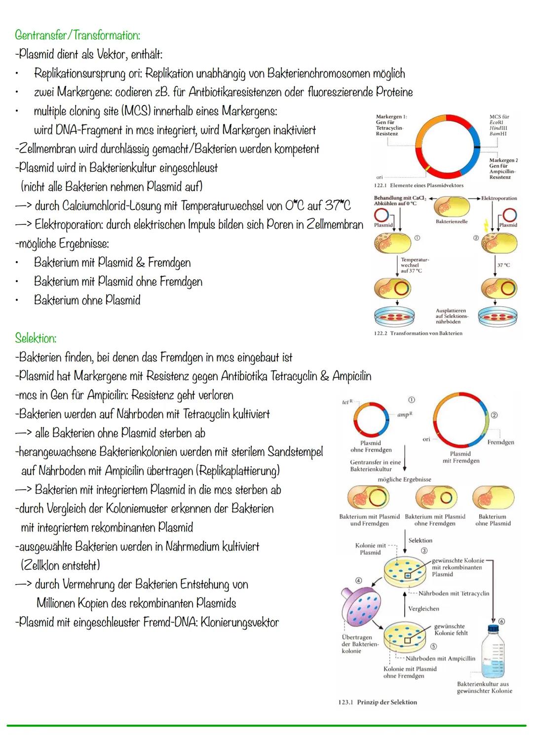 DNA wickelt sich um Histone
->Verdichtung der Chromatinfaser macht Chromosomen sichtbar
D
Körperzellen:
-1-Chromatid-Chromosomen
Centromer
C