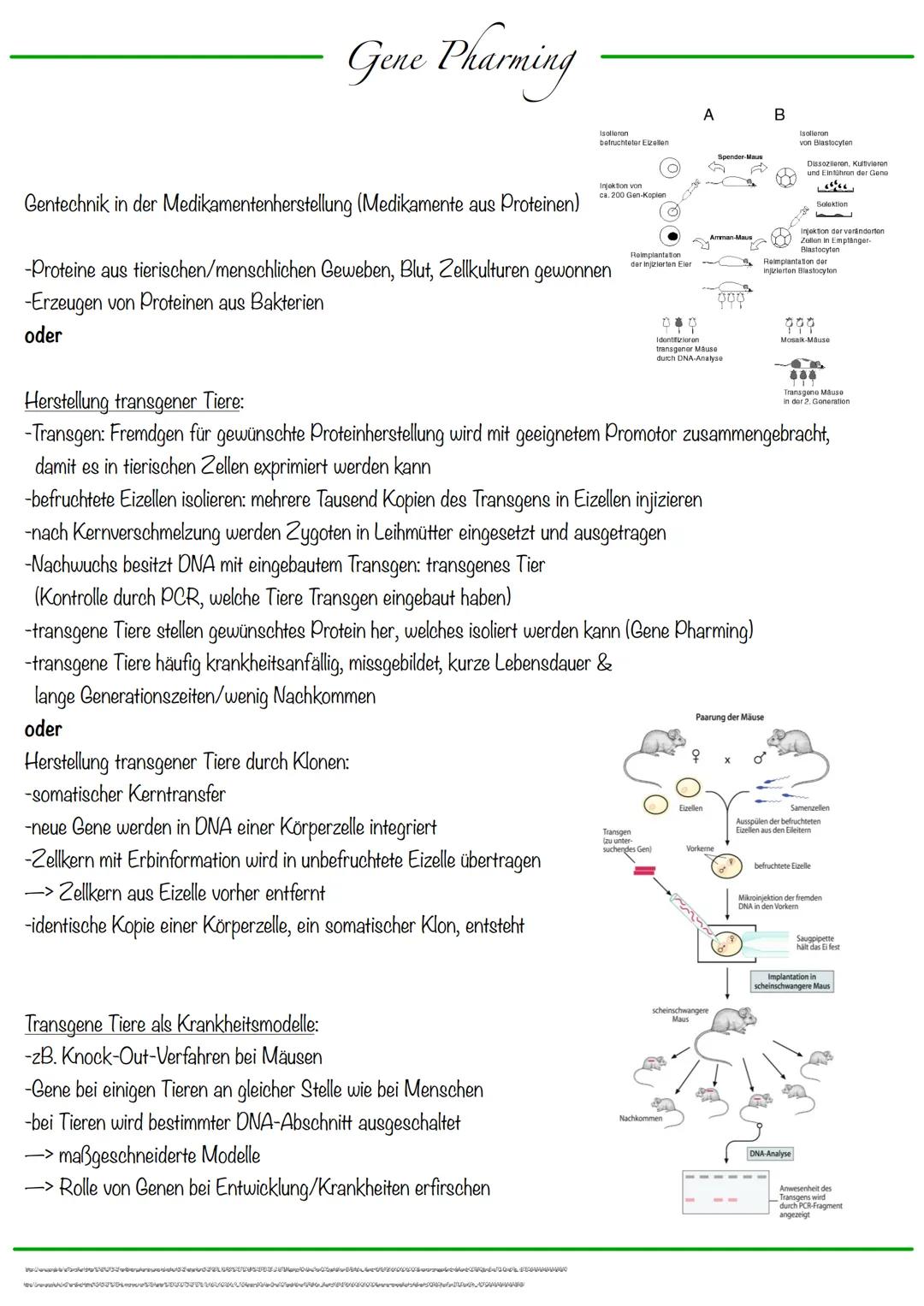 DNA wickelt sich um Histone
->Verdichtung der Chromatinfaser macht Chromosomen sichtbar
D
Körperzellen:
-1-Chromatid-Chromosomen
Centromer
C