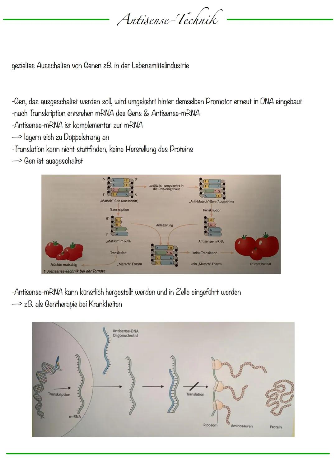 DNA wickelt sich um Histone
->Verdichtung der Chromatinfaser macht Chromosomen sichtbar
D
Körperzellen:
-1-Chromatid-Chromosomen
Centromer
C