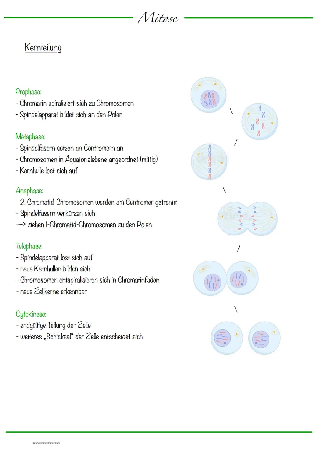 DNA wickelt sich um Histone
->Verdichtung der Chromatinfaser macht Chromosomen sichtbar
D
Körperzellen:
-1-Chromatid-Chromosomen
Centromer
C