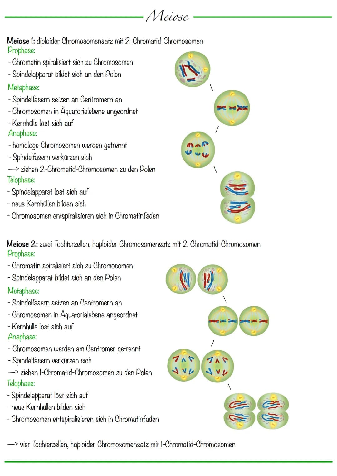 DNA wickelt sich um Histone
->Verdichtung der Chromatinfaser macht Chromosomen sichtbar
D
Körperzellen:
-1-Chromatid-Chromosomen
Centromer
C