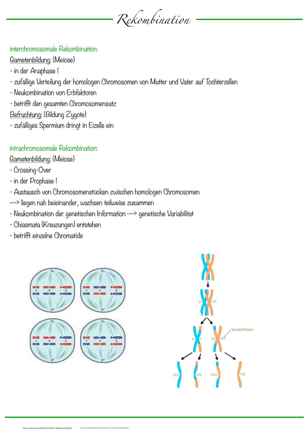 DNA wickelt sich um Histone
->Verdichtung der Chromatinfaser macht Chromosomen sichtbar
D
Körperzellen:
-1-Chromatid-Chromosomen
Centromer
C