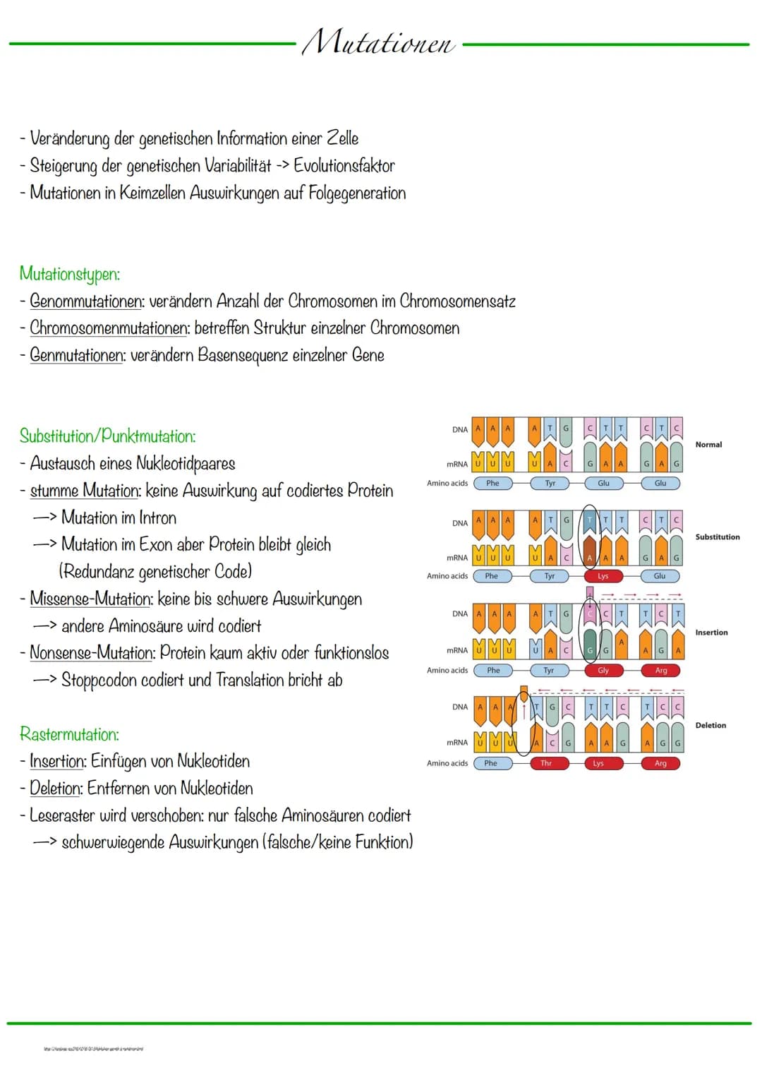 DNA wickelt sich um Histone
->Verdichtung der Chromatinfaser macht Chromosomen sichtbar
D
Körperzellen:
-1-Chromatid-Chromosomen
Centromer
C