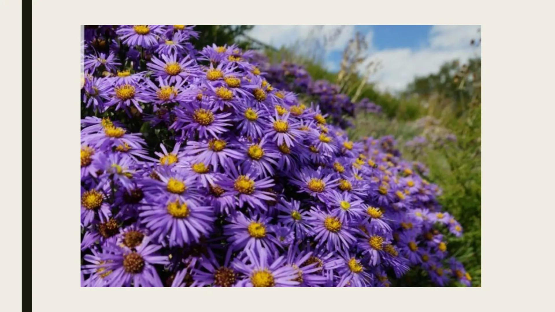  EXPRESSIONISMUS

Gehörte Franz Kafka dazu?

Von Viktoria Szewczyk Expressionismus –
Ein Überblick
Von: Viktoria Szewczyk
Fach: Deutsch LK
L