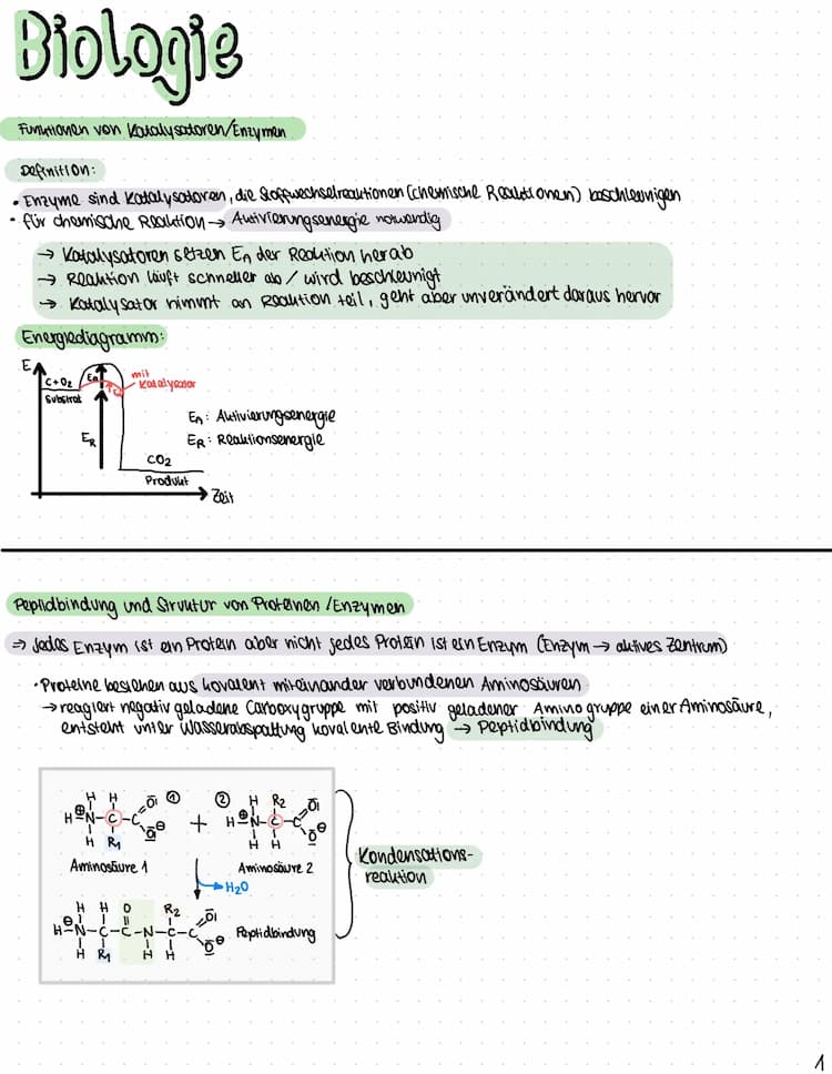 Know Enzyme - Struktur, Funktion, RGT-Regel thumbnail