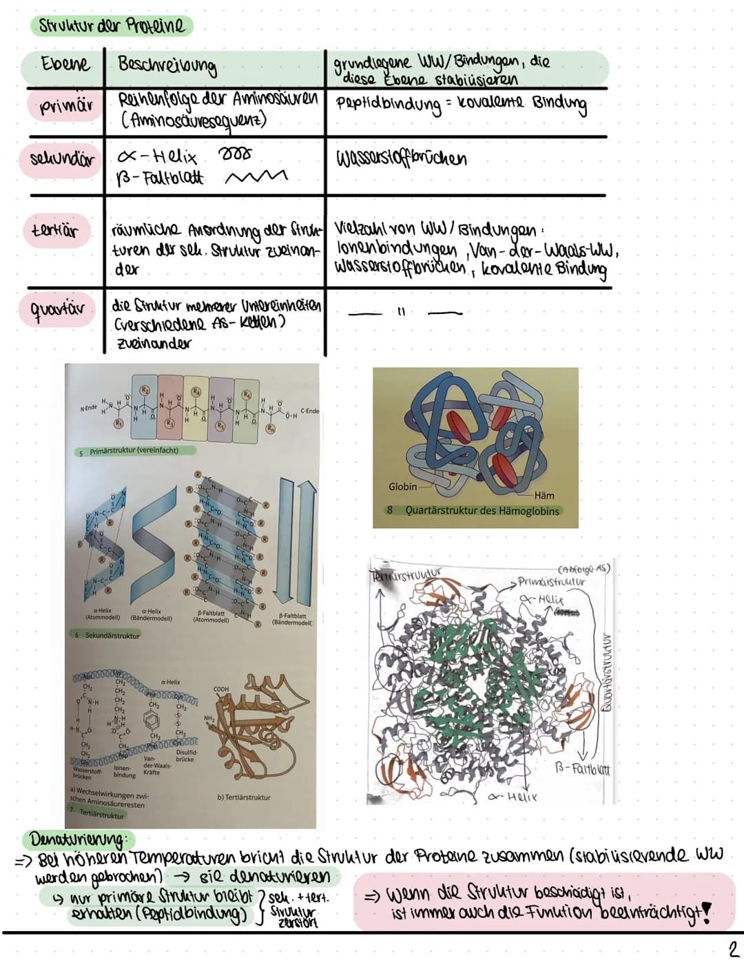 Biologie
Funktionen von Katalysatoren/Enzymen
Definition:
• Enzyme sind Katalysatoren, die Stoffwechselreaktionen (chemische Reculationen) b