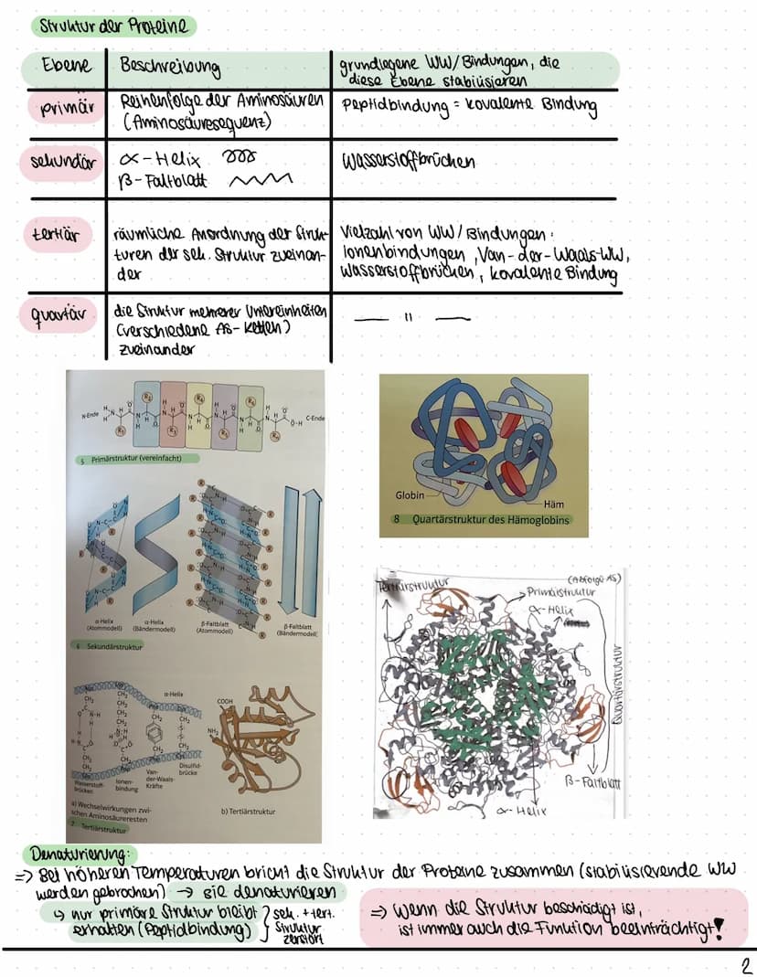 Biologie
Funktionen von Katalysatoren/Enzymen
Definition:
• Enzyme sind Katalysatoren, die Stoffwechselreaktionen (chemische Reculationen) b