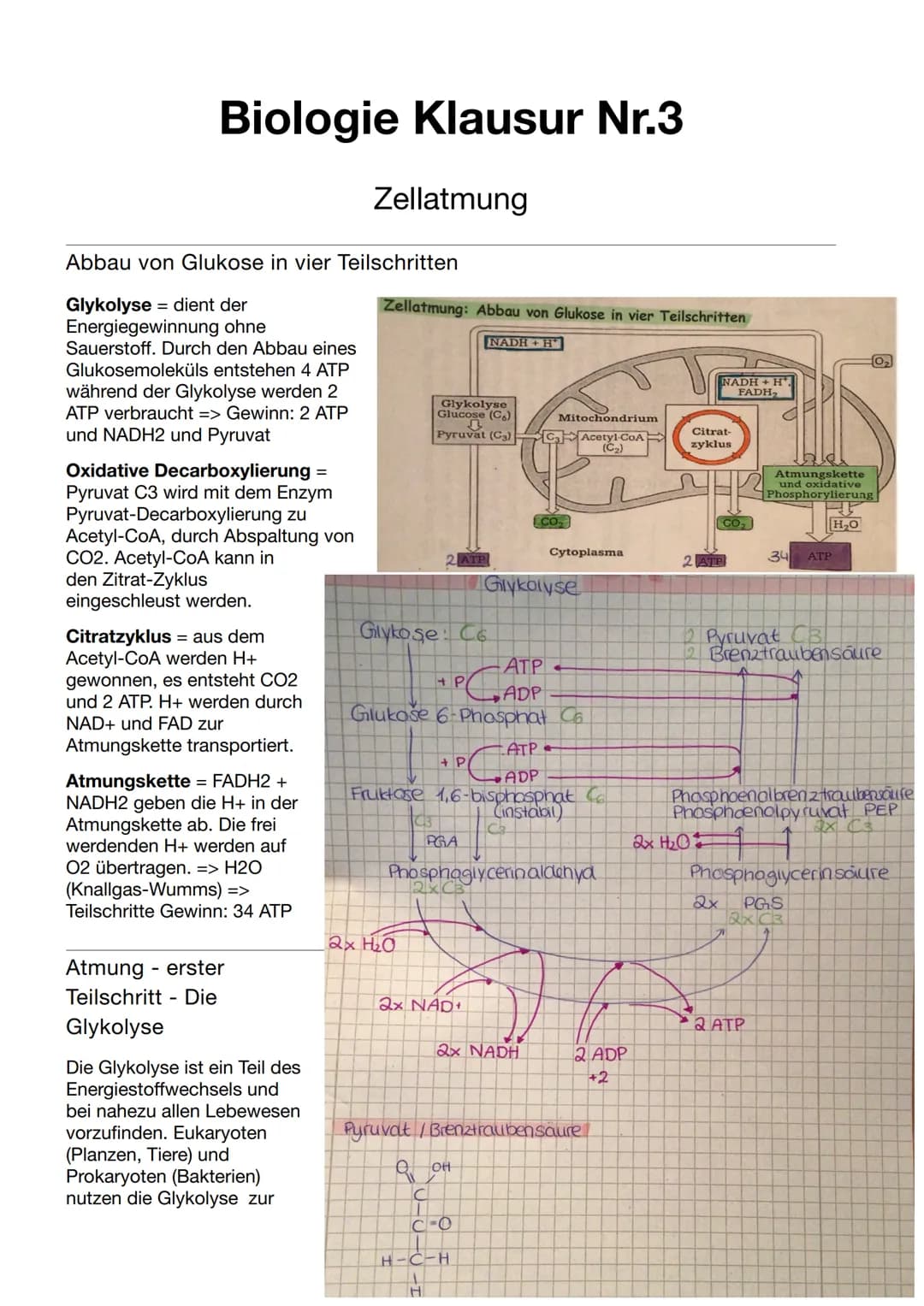 Biologie Klausur Nr.3
Abbau von Glukose in vier Teilschritten
Glykolyse - dient der
=
Energiegewinnung ohne
Sauerstoff. Durch den Abbau eine