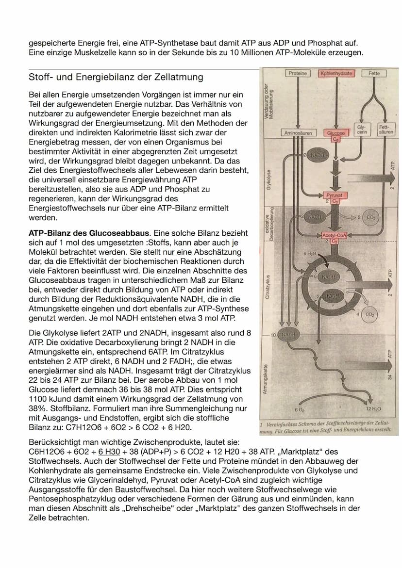 Biologie Klausur Nr.3
Abbau von Glukose in vier Teilschritten
Glykolyse - dient der
=
Energiegewinnung ohne
Sauerstoff. Durch den Abbau eine