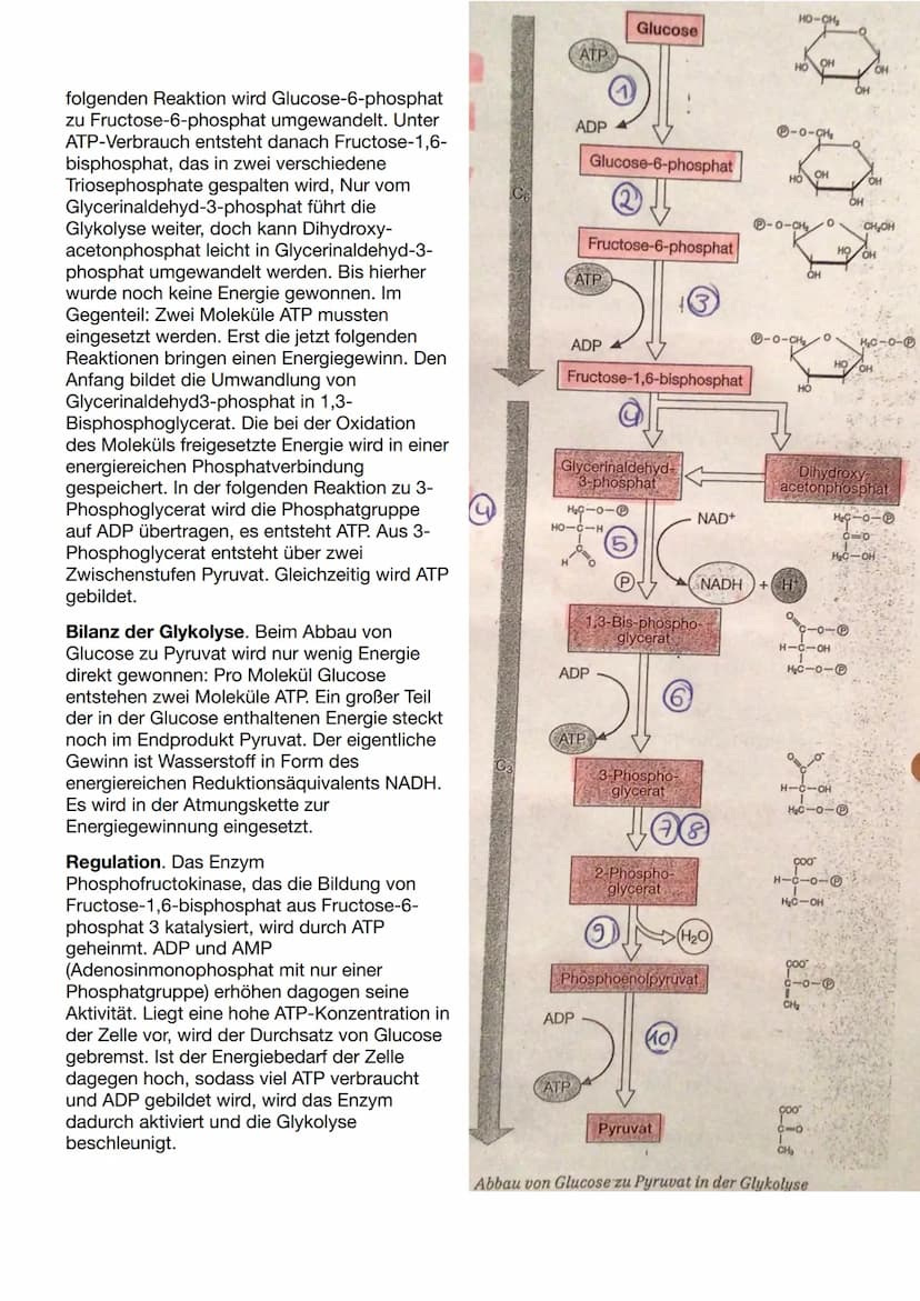 Biologie Klausur Nr.3
Abbau von Glukose in vier Teilschritten
Glykolyse - dient der
=
Energiegewinnung ohne
Sauerstoff. Durch den Abbau eine